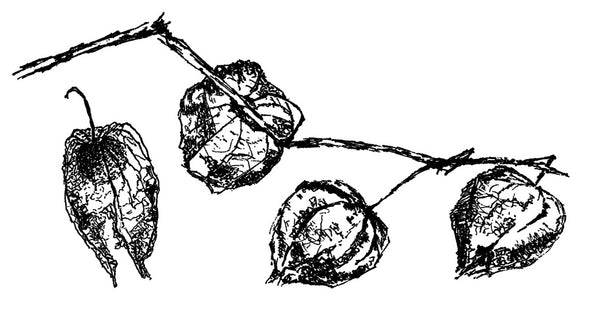Lampion (Physalis)