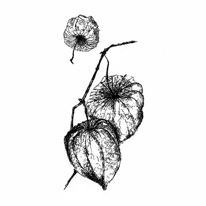Stempel Physalis