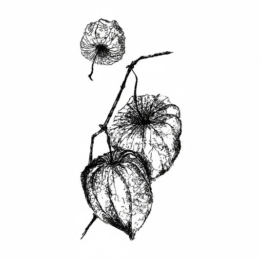 Stempel Physalis