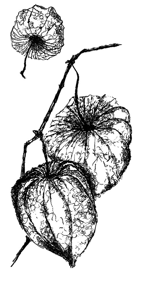 Physalis (Lampion)