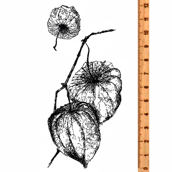 Stempel Physalis