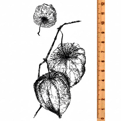 Stempel Physalis
