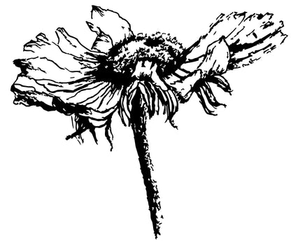 Stempel Rudbeckia - Bloem