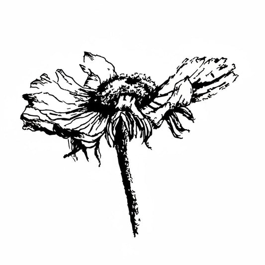 Stempel Rudbeckia - Bloem