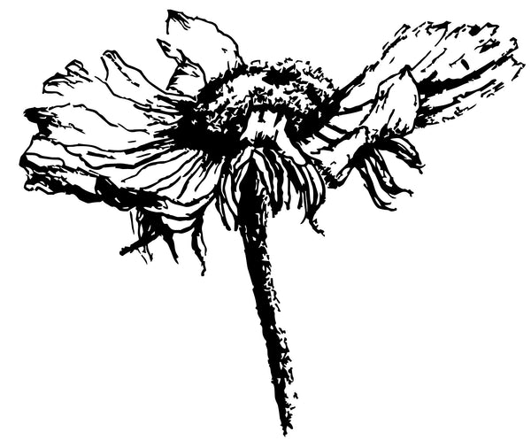 Rudbeckia - Bloem