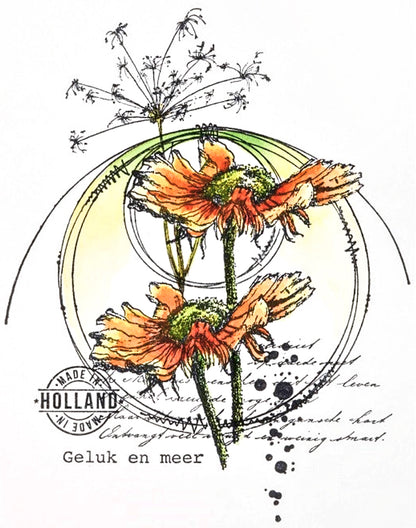 Stempel Rudbeckia - Bloem