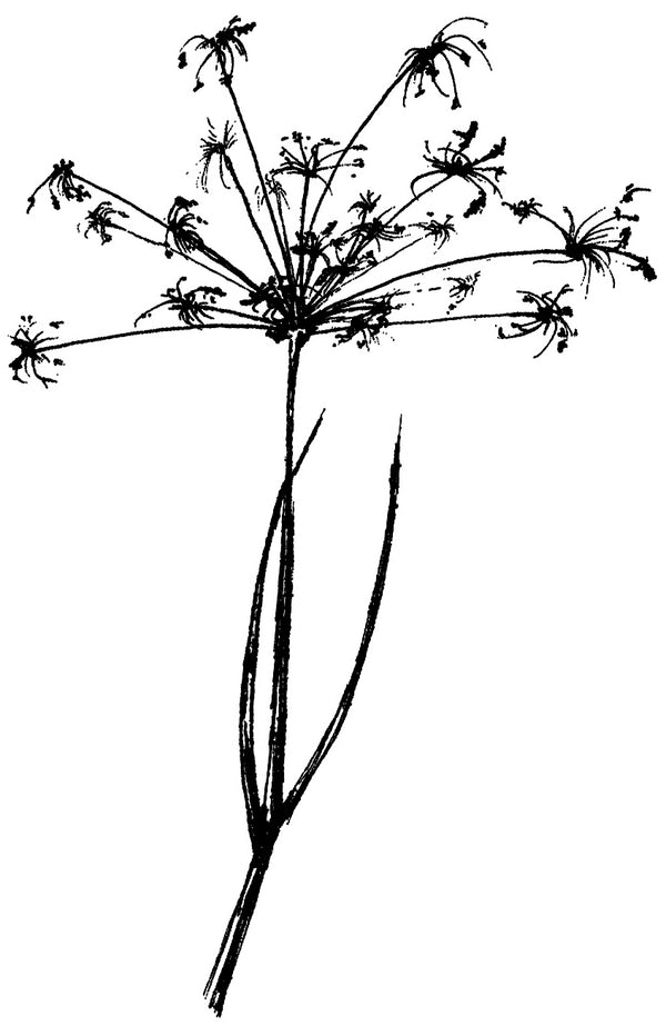 Sprietgras