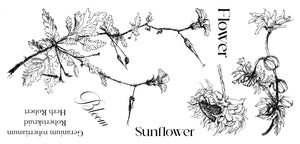 24024 - Sunflower / Robertskruid -  Stempelset slimline formaat