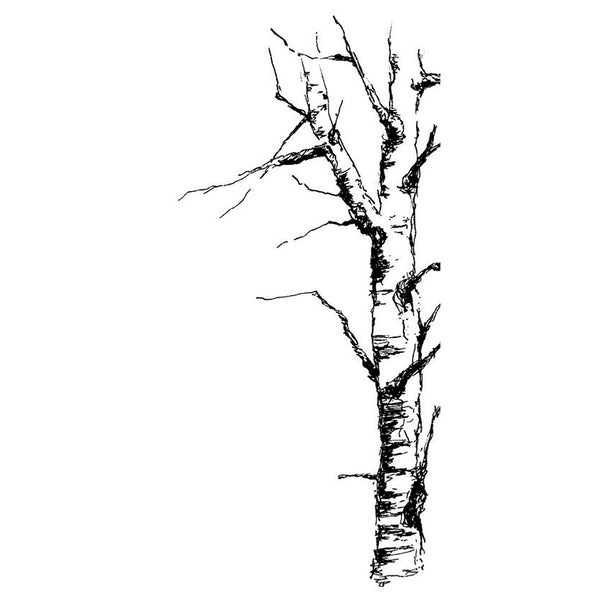 Stempel Berkenboom