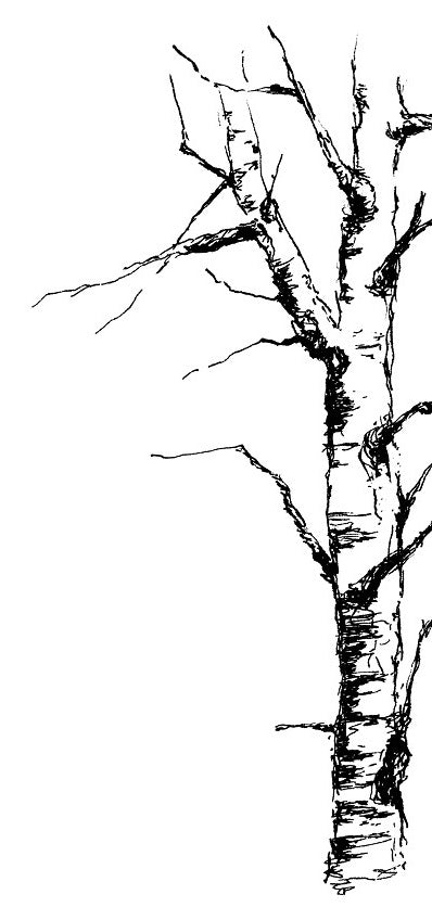 Stempel Berkenboom