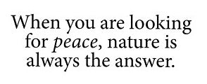 When you are looking for peace