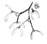 Maretak klein / mistletoe up close - 21018