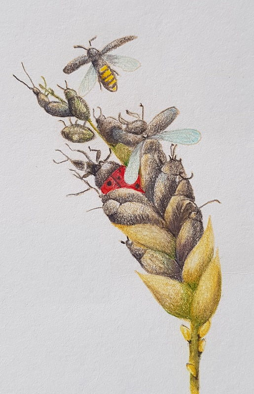 Ladybug and Bees