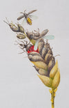 Ladybug smaller - 190102 - AANBIEDING / SALE